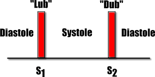 S1 and S2 Heart Sounds in the Cardiac Cycle