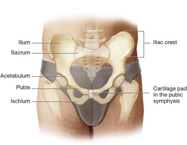 Bones of the hip including ilium, ischium, pubis, and sacrum