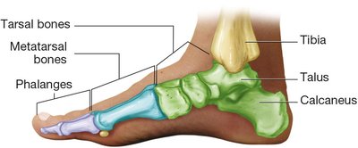 Bones of the foot including tarsals, metatarsals, and phalanges