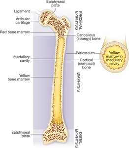 Structure of a long bone showing periosteum, cortical bone, medullary cavity, and marrow
