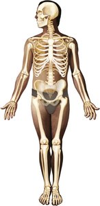 Full body skeleton showing axial and appendicular skeleton