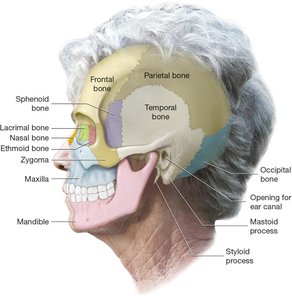 Lateral view of the skull with labeled bones