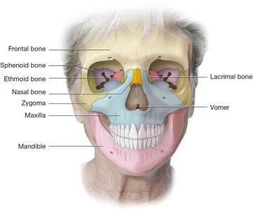 Frontal view of the skull with labeled facial bones