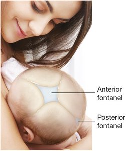 Infant skull showing anterior and posterior fontanels