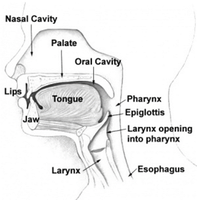 Sagittal section of upper airway anatomy