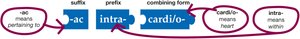 Building medical words: pertaining to within the heart