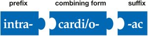 Building medical words: pertaining to within the heart