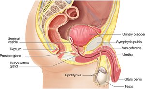 Sagittal section of the male reproductive system