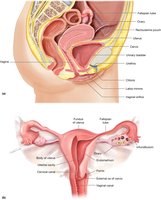 Sagittal and top view of the female reproductive system