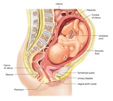 Sagittal section of a normal full-term pregnancy