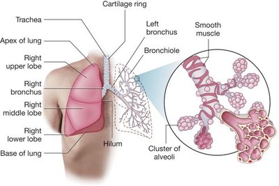 Lung lobes, bronchi, bronchioles, and alveoli