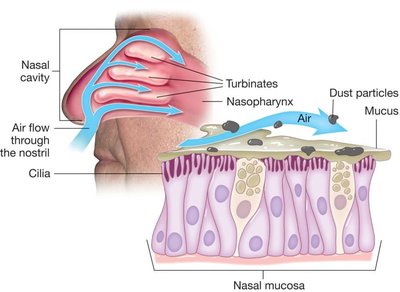 Nasal cavity, turbinates, mucosa, and cilia