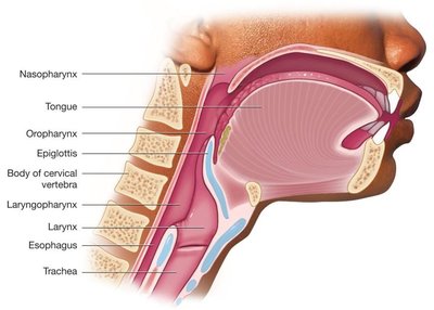 Sagittal view of pharynx and related structures