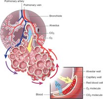Gas exchange at the alveolus