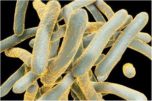 Mycobacterium tuberculosis bacteria