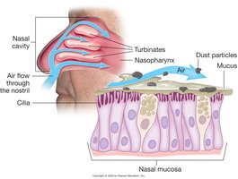 Nasal cavity with turbinates, mucosa, and cilia