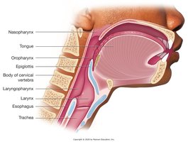 Sagittal section of head showing pharynx and larynx