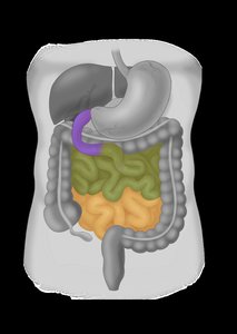 Small intestine sections