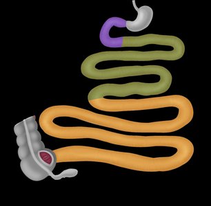 Duodenum and jejunum