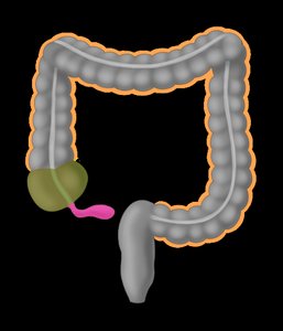 Large intestine sections