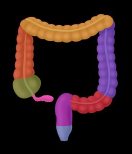 Colon regions and rectum