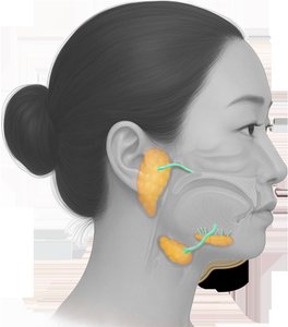 Parotid gland location
