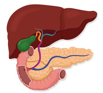 Liver, gallbladder, pancreas, and duct system