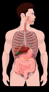 Anatomical diagram of the digestive system