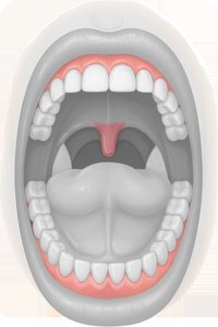 Oral cavity showing gingiva and uvula