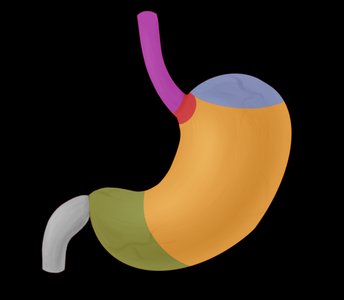 Stomach regions and sphincters