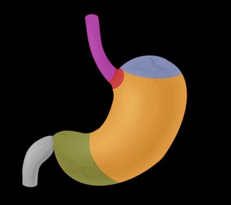 Stomach regions and sphincters