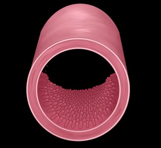 Small intestine with villi