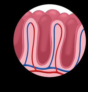 Close-up of villi in small intestine
