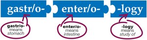 Medical word parts: gastr/o-, enter/o-, -logy