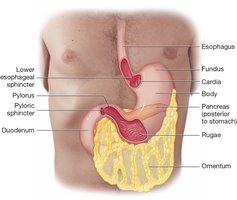 Stomach anatomy with labeled regions and sphincters