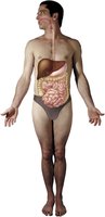 Human body with digestive organs highlighted