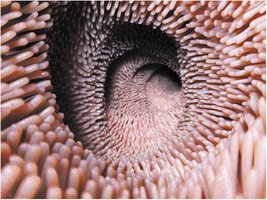 Villi in the small intestine