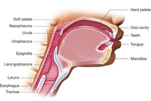 Sagittal section of head showing oral cavity and pharynx