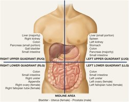Four clinical quadrants of the abdomen