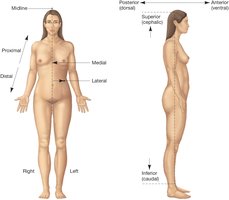 Directional terms on anterior and lateral body views