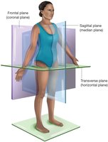 Diagram of body planes: sagittal, frontal, and transverse