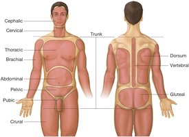 Anterior and posterior body regions
