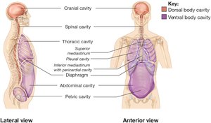 Dorsal and ventral body cavities