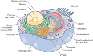Labeled diagram of a typical animal cell