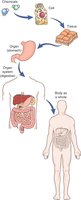 Diagram showing levels of organization from chemicals to organism