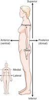 Diagram of the anatomic position and directional terms