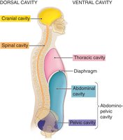 Side view of body cavities