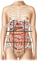 Nine regions of the abdomen