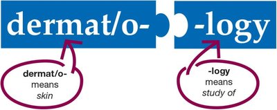 Breakdown of the word dermatology into its word parts