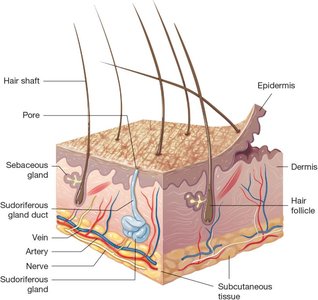 Detailed cross-section of the skin highlighting the dermis and its structures